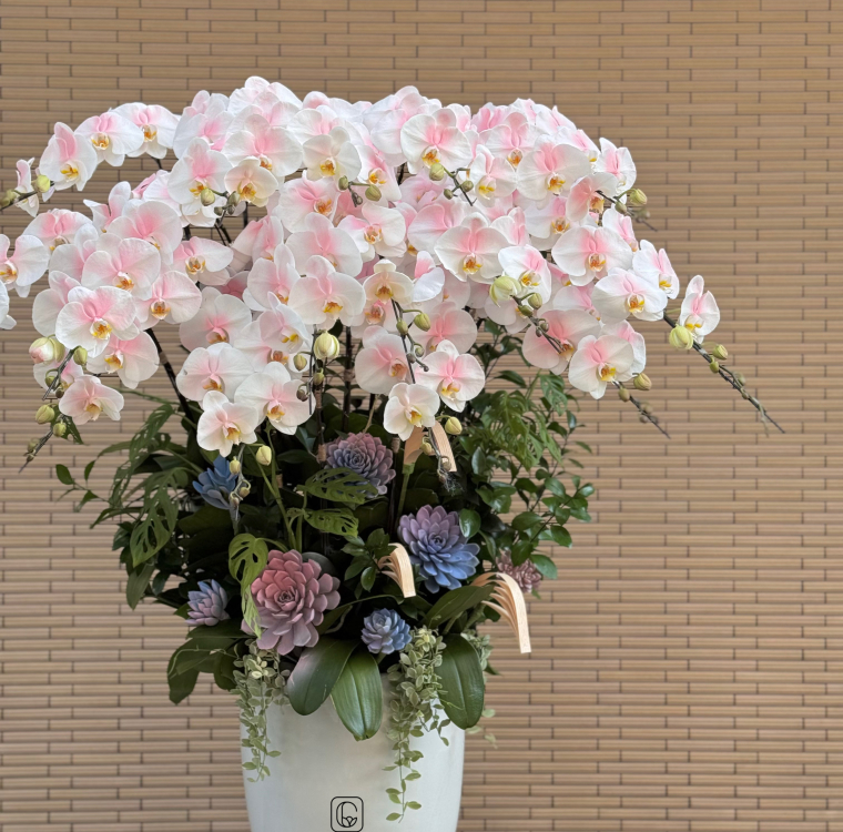 Orchids Pink Ombre